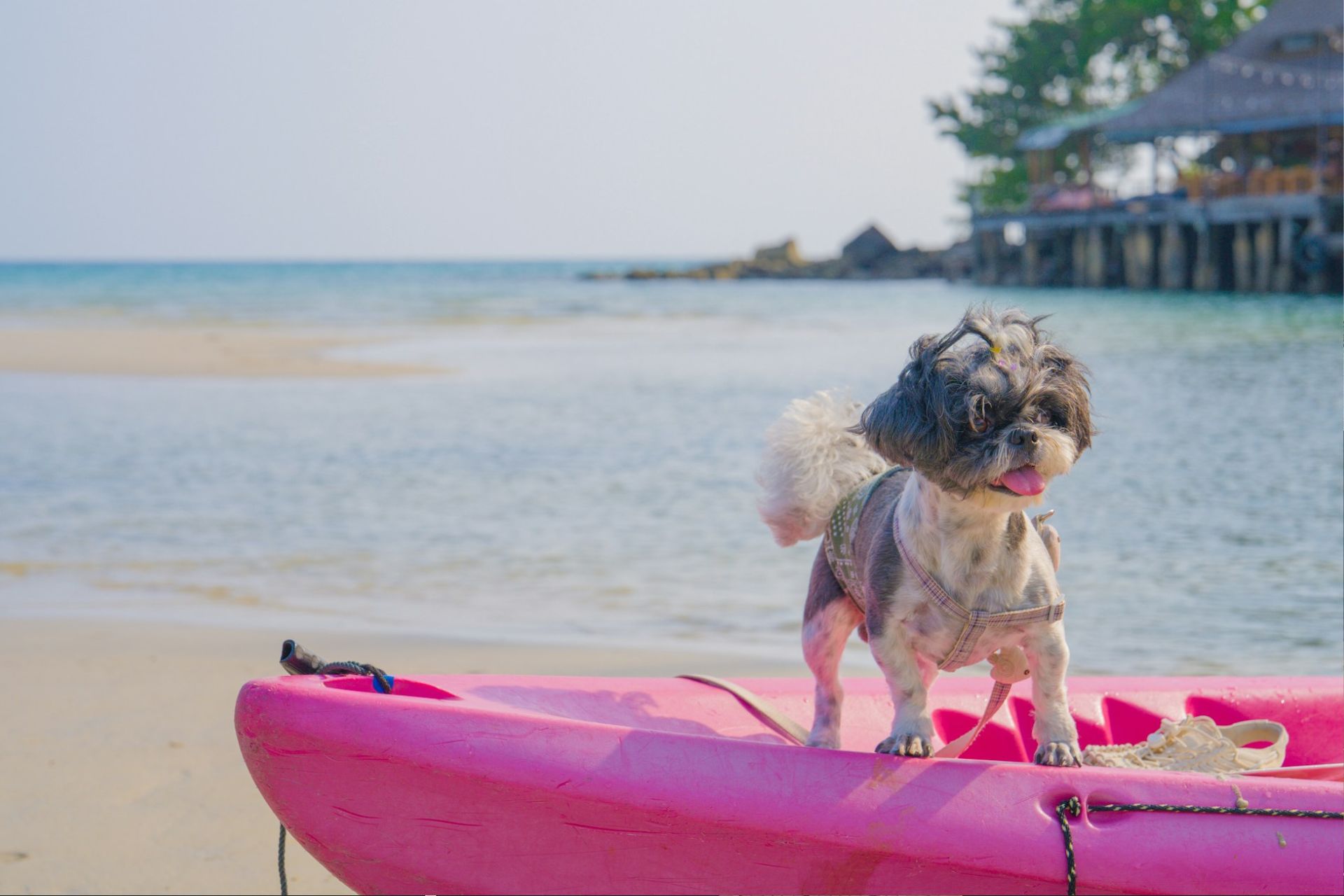 A dog on a pink canoe