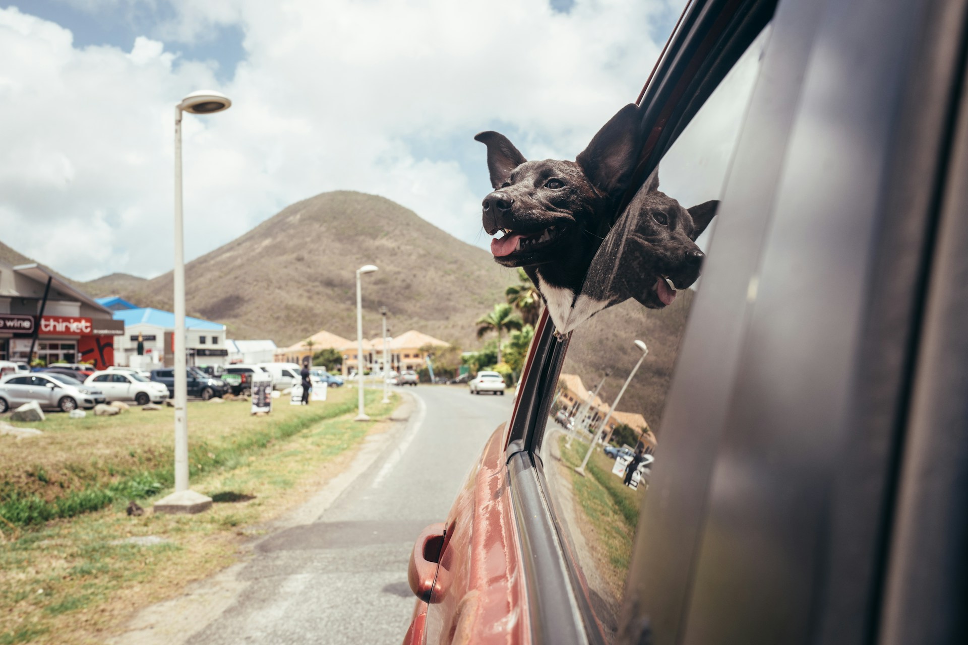 A dog with its head out of a car window