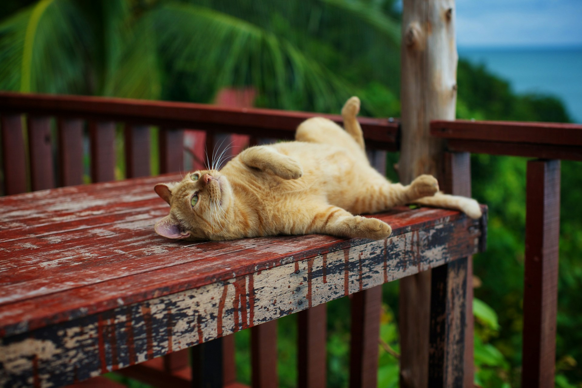 A ginger cat relaxing on a wooden bench