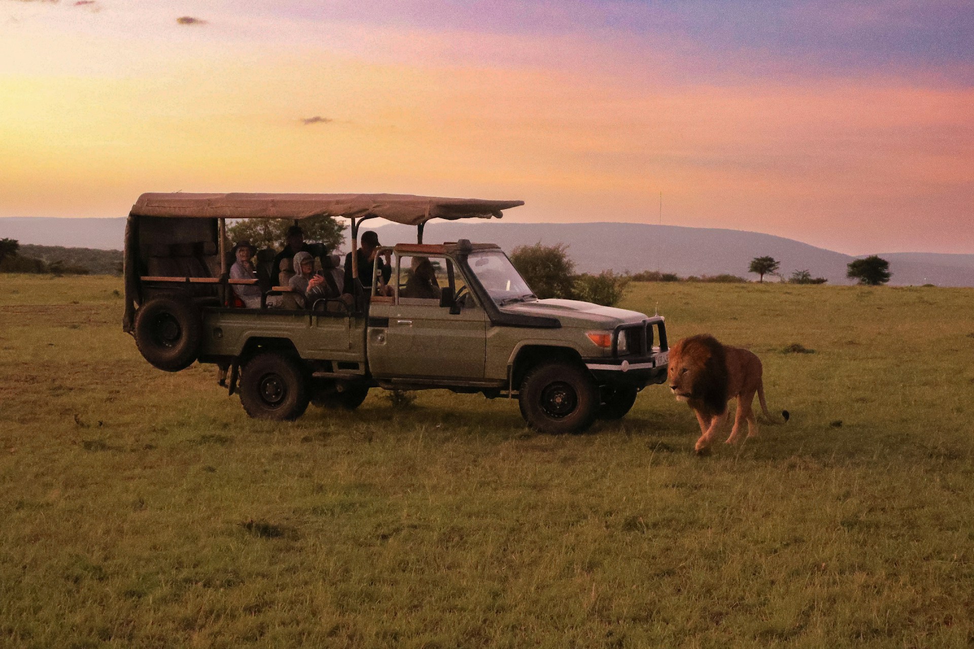 A safari truck at sunset, with a lion wandering beside it